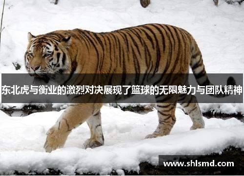 东北虎与衡业的激烈对决展现了篮球的无限魅力与团队精神
